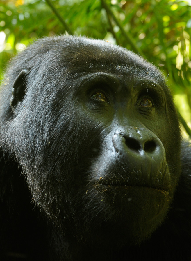 Gorilla beringei beringei [240 mm, 1/30 Sek. bei f / 5.6, ISO 1000]